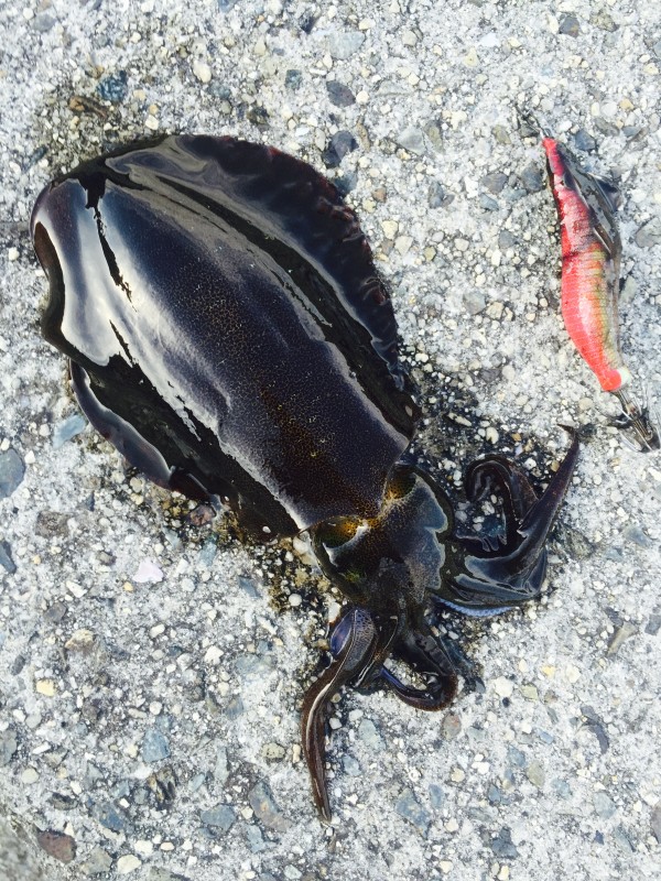 ファイル 2016-02-29 14 23 11