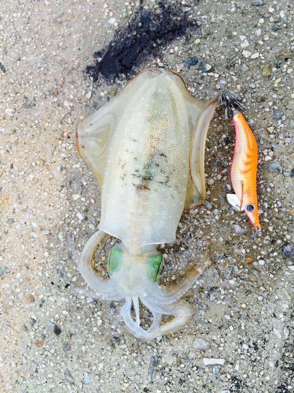 %e3%83%95%e3%82%a1%e3%82%a4%e3%83%ab-2016-09-16-10-23-29