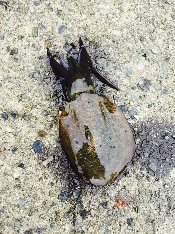 %e3%83%95%e3%82%a1%e3%82%a4%e3%83%ab-2016-09-16-11-25-46