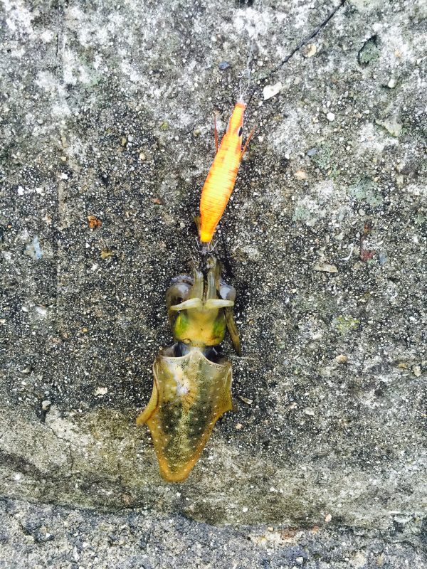 %e3%83%95%e3%82%a1%e3%82%a4%e3%83%ab-2016-09-15-17-58-30