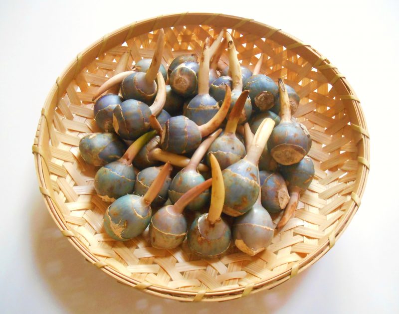 日本一の生産量『くわい』