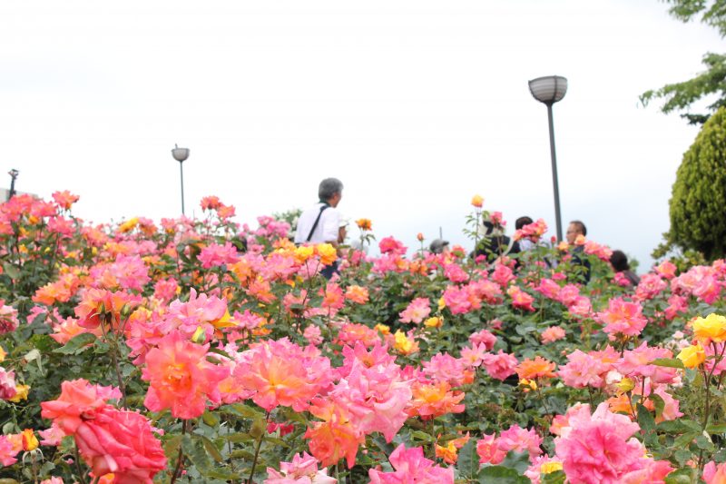 市制100周年に100万本のばら。