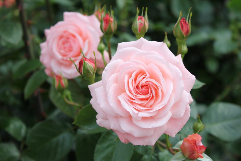 福山市の花が「ばら」になったワケ。