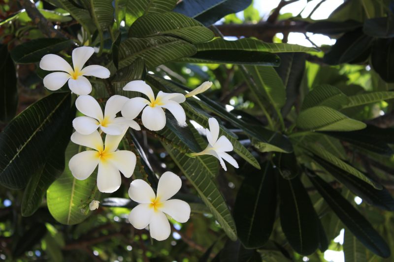 女性の守り神でもある「プルメリア」