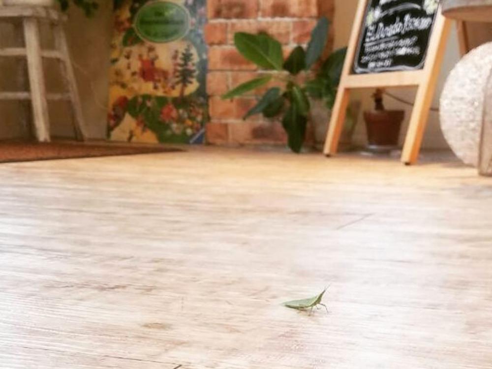 こんな珍客も登場するインスタ！