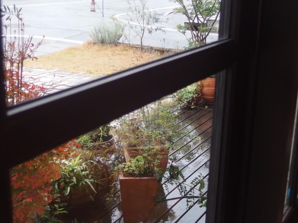 雨の日も心を落ち着かせてくれる緑