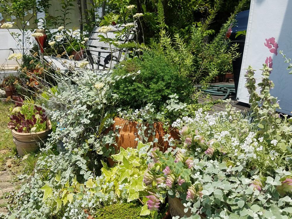 「見て～」と思う瞬間は植物たち