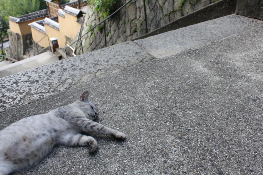 尾道の坂道に住んでいる猫たち