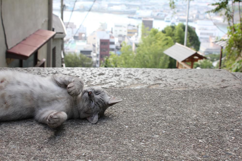 猫好きにはたまらない場所！？ 尾道