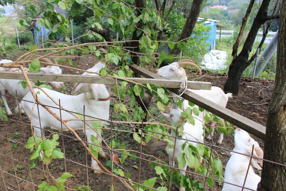 峠でヤギ牧場を発見！