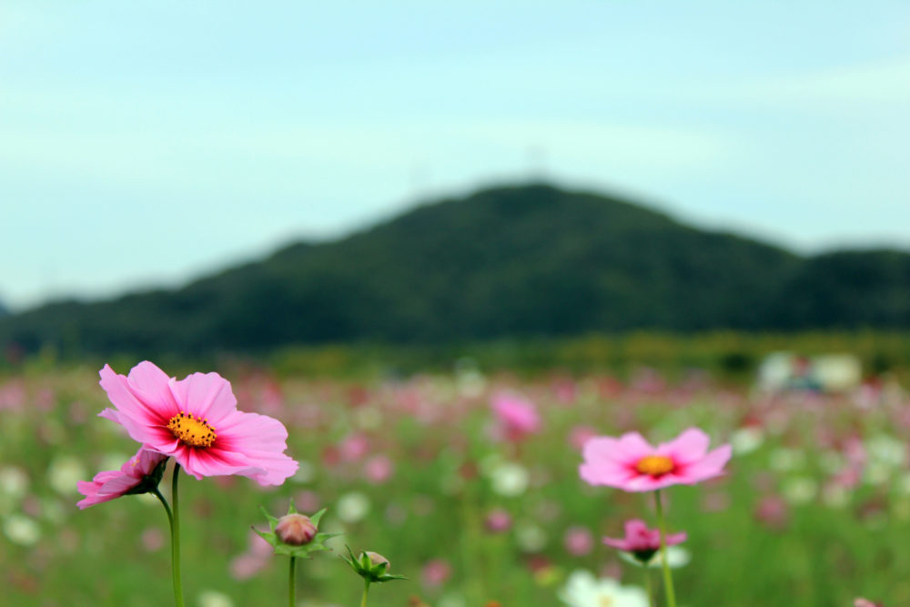 季節によって楽しめる道の駅笠岡ベイファーム