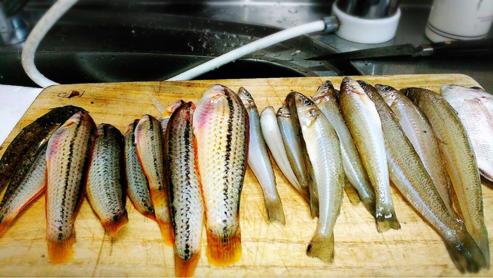 福山市内海町での五目釣り