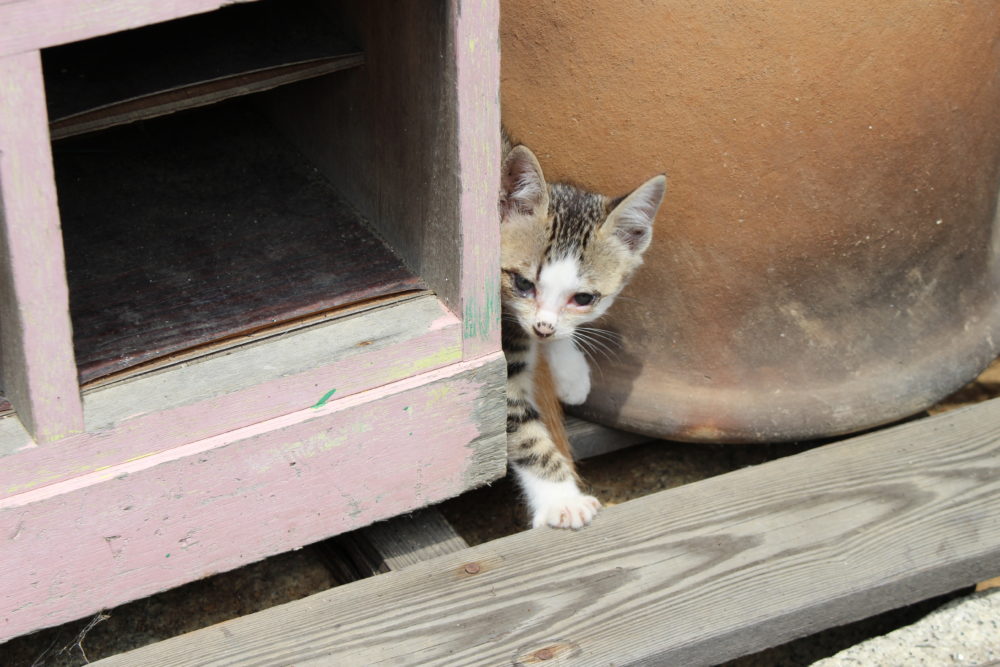 岡山県井原市美星町で猫がひょっこり