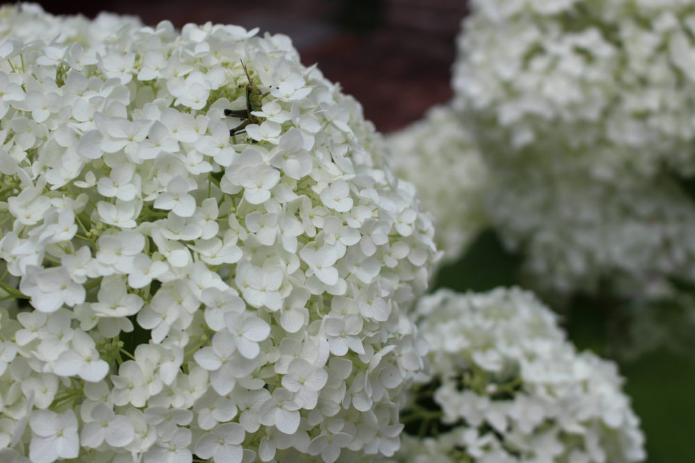 しろいアジサイ