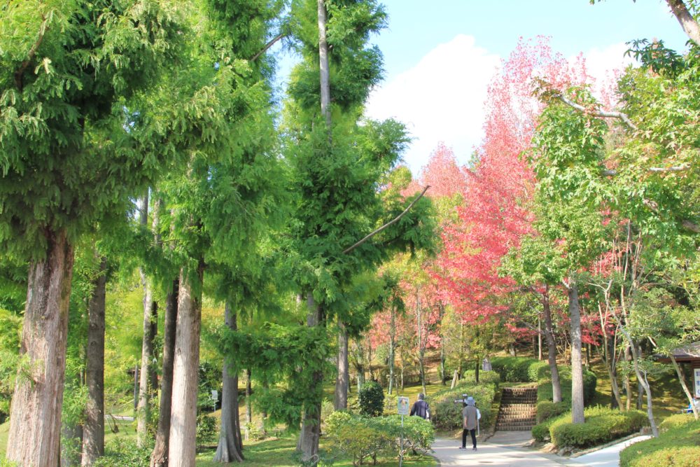 紅葉は少し早かったけれど「鏡山公園」