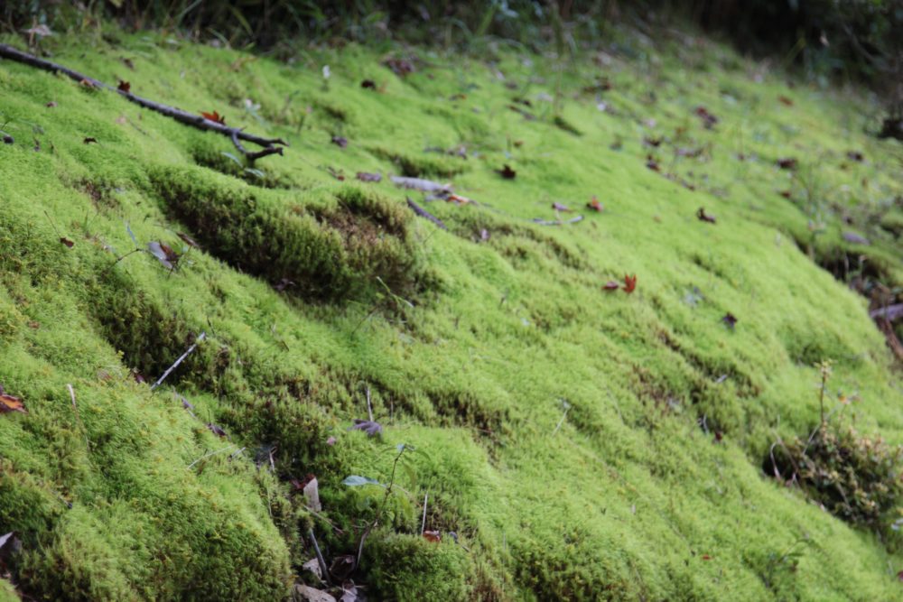 苔むす「鏡山公園」