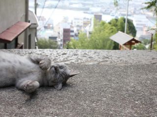 猫好きにはたまらない場所！？ 尾道